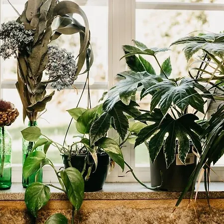 Casa Do Cuco - Rural House 3* Friol