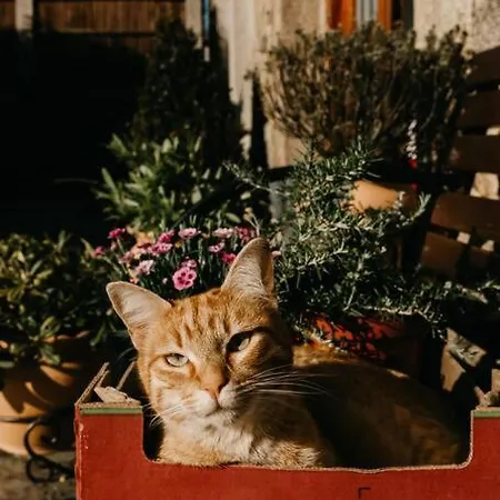 Casa Do Cuco - Rural House 3* Friol