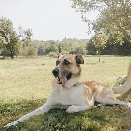 Casa Do Cuco - Rural House בית הארחה