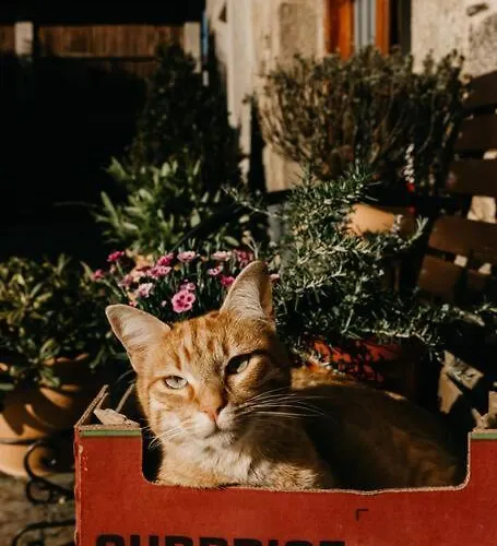 Casa Do Cuco - Rural House 3* Friol