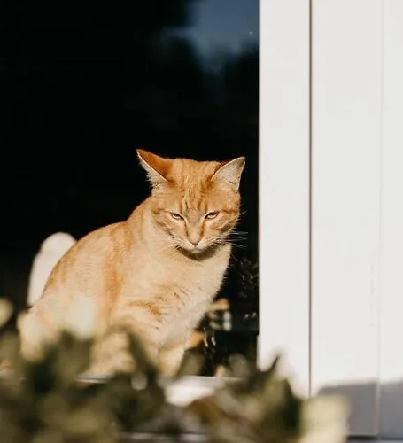 ゲストハウス Casa Do Cuco - Rural House